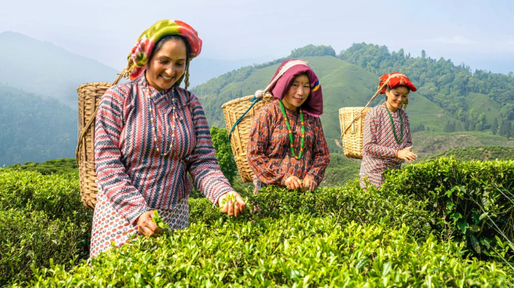 harvesting teafarm