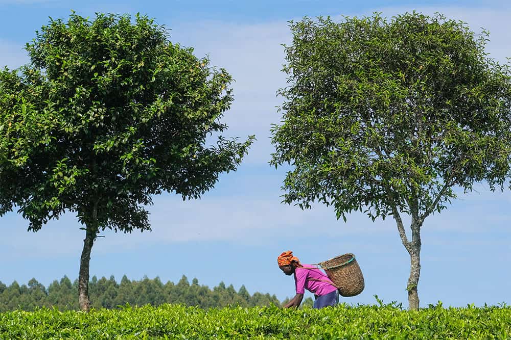 harvesting teafarm