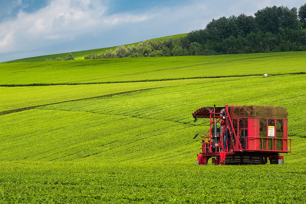 cultivation teafarm