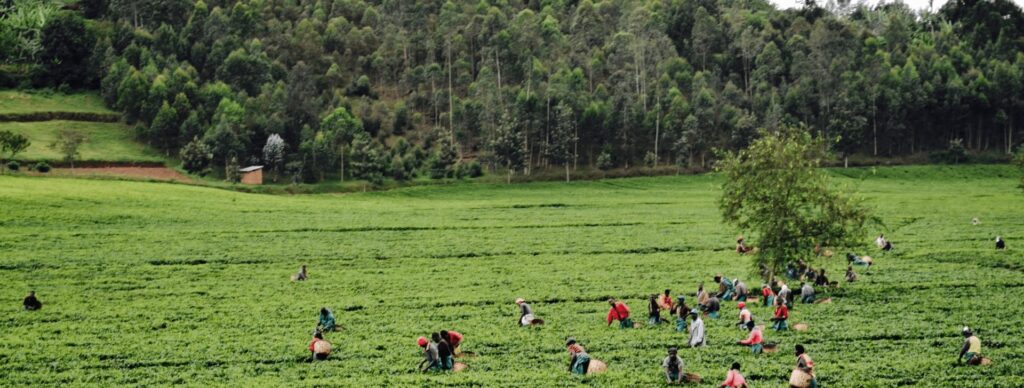 tea farm