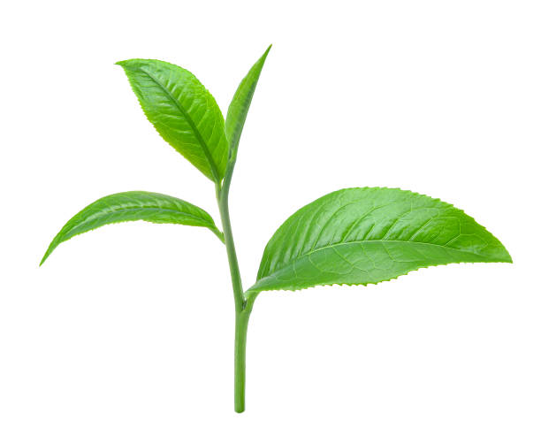 Fresh green tea leaf isolated on white background