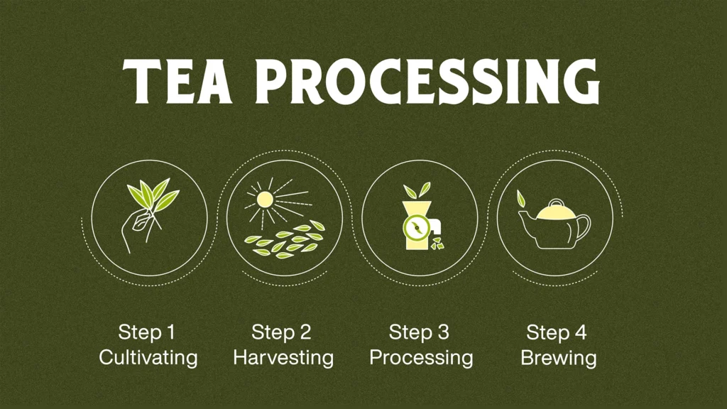 image process of tea